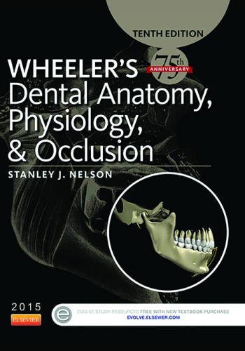 Wheeler's Dental Anatomy, Physiology and Occlusion